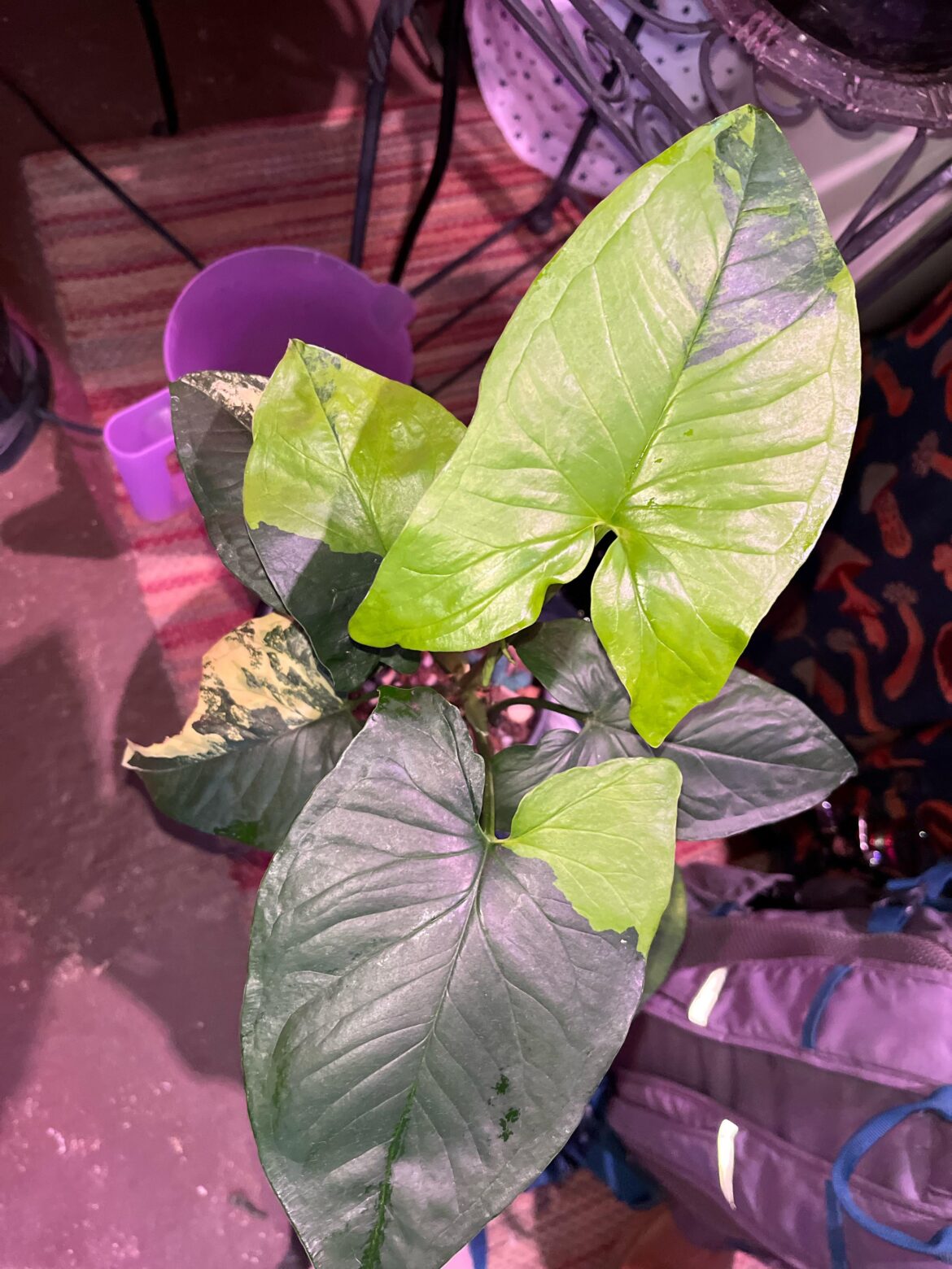 What is going on with my syngonium?