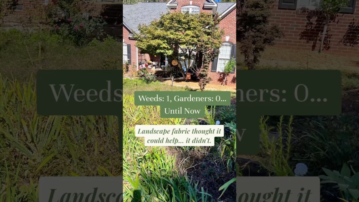 Why Landscape Fabric Fails