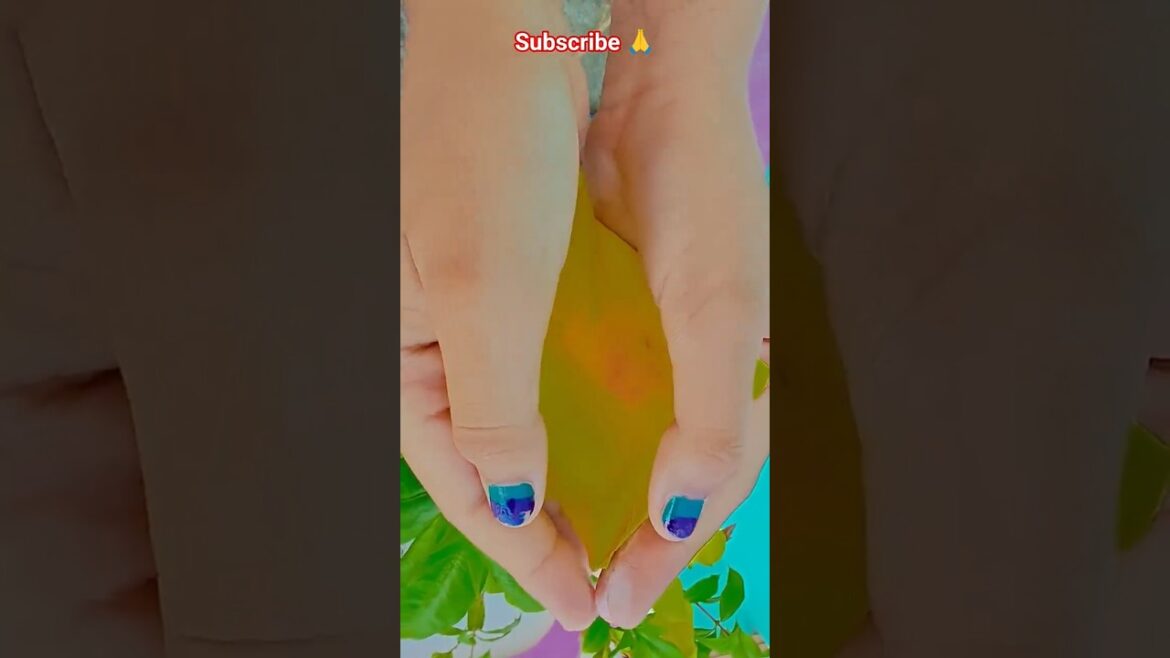 ফুল নিয়ে টিকটিক #gardening #youtubeshorts #UpdateGardening #garden #youtubeshort #flowers #rose