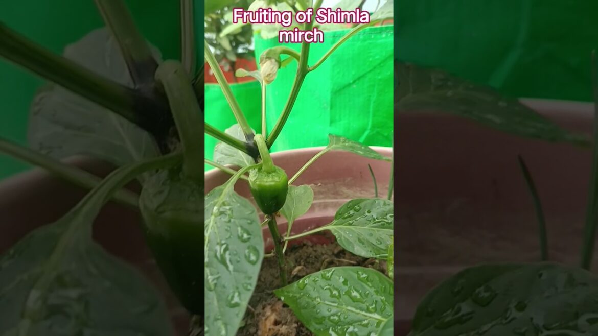 Organic Fruits! | Pehli Shimla Mirch 🫑✨