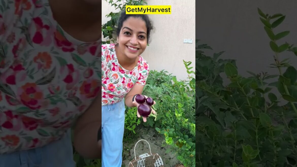 Yehi Toh Life Hai | Harvesting aur Dil ki baatein | Organic Gardening Yehi Toh Life Hai | Harvesting aur Dil ki baatein | Organic Gardening