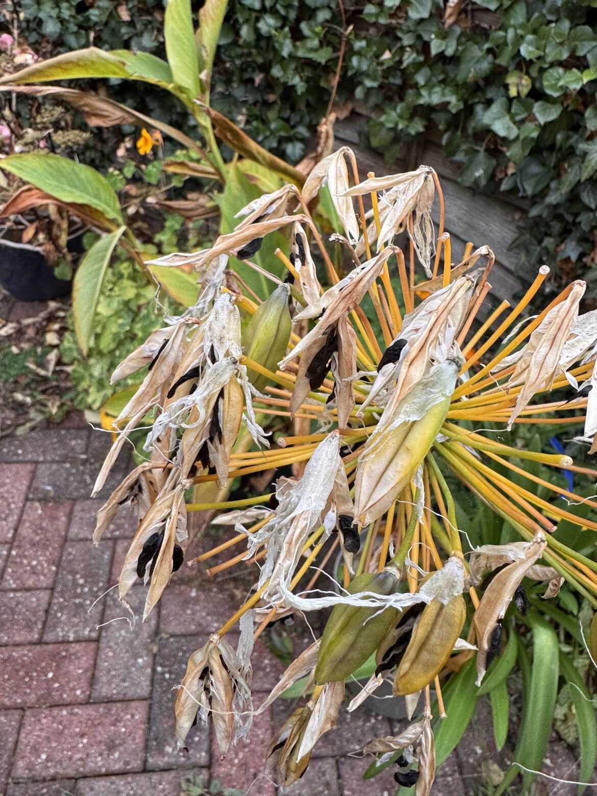 Agapanthus from seed