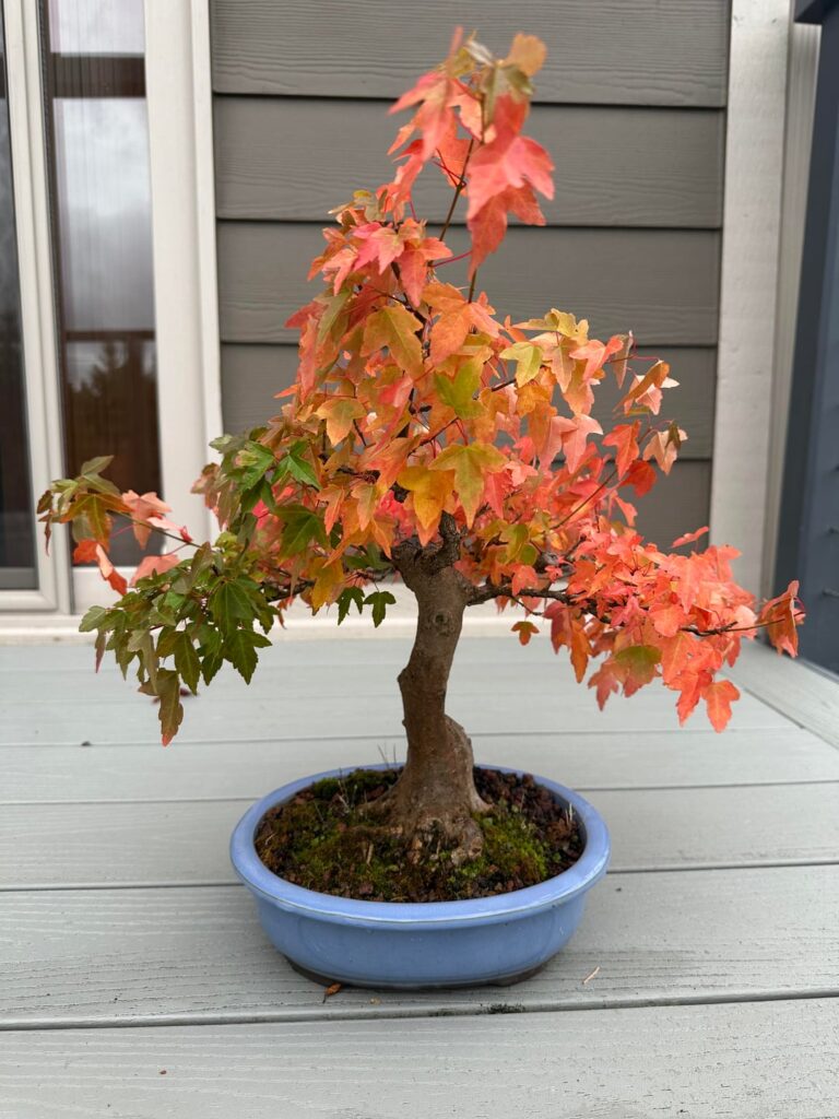 My favorite Trident maple showing off its fall colors (again)