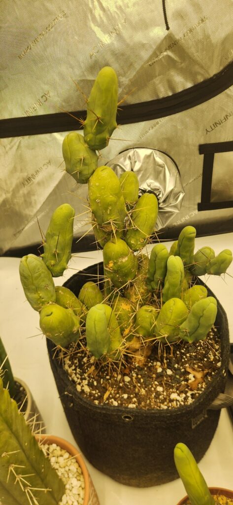 Do you think my penis bush looks healthy?