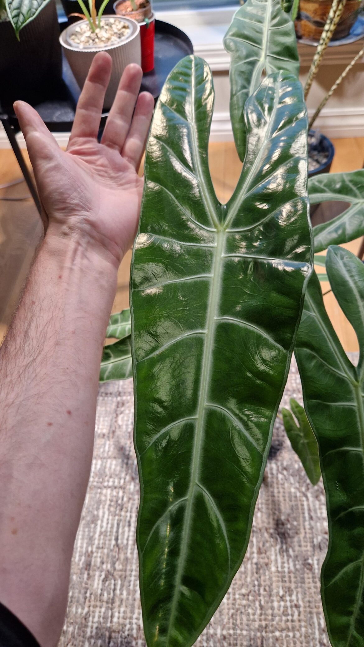 Longiloba, grown from corm