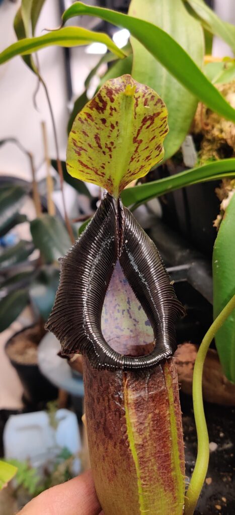 Happy halloween ! What your most spookiest plant ?