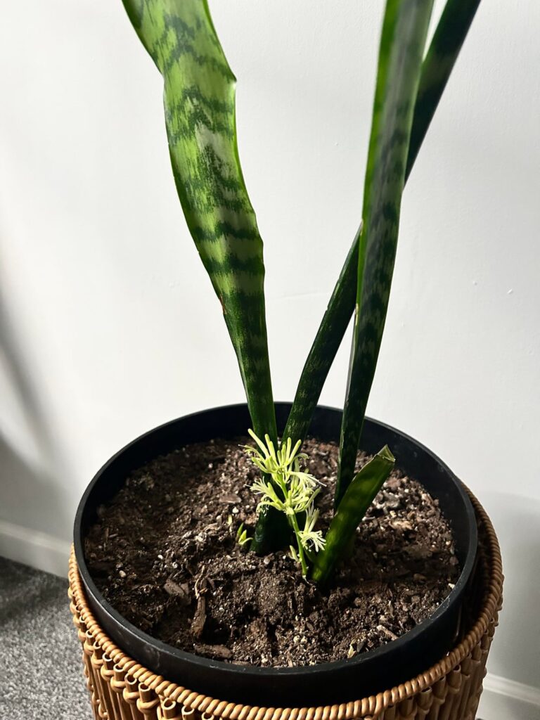What is this growing with my snake plant?