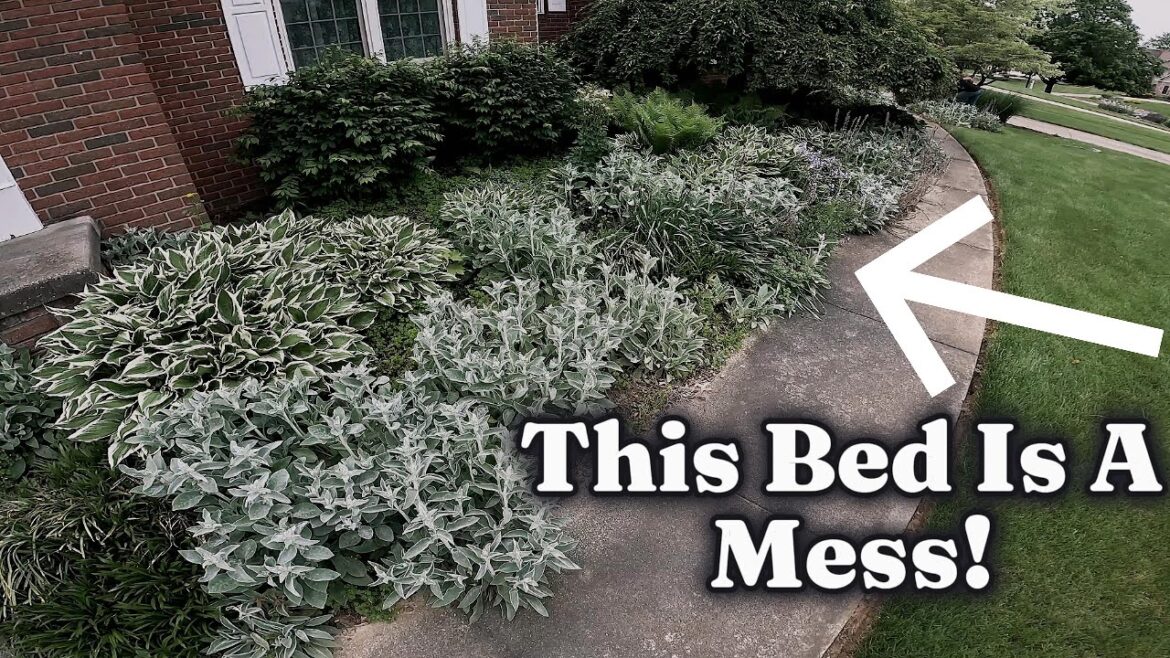 EXTREME Landscape Bed Transformation! EXTREME Landscape Bed Transformation!
