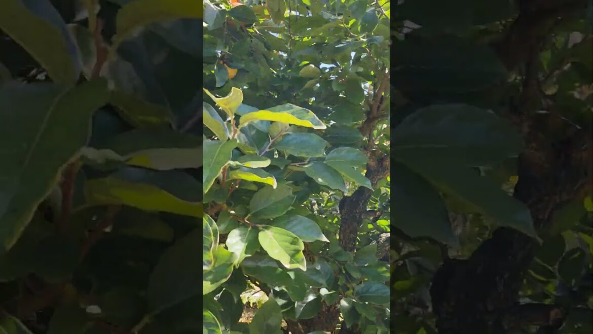 Persimmon Festival at Edible landscaping in Afton, VA. #gardeningwithcoffee #ediblelandscaping