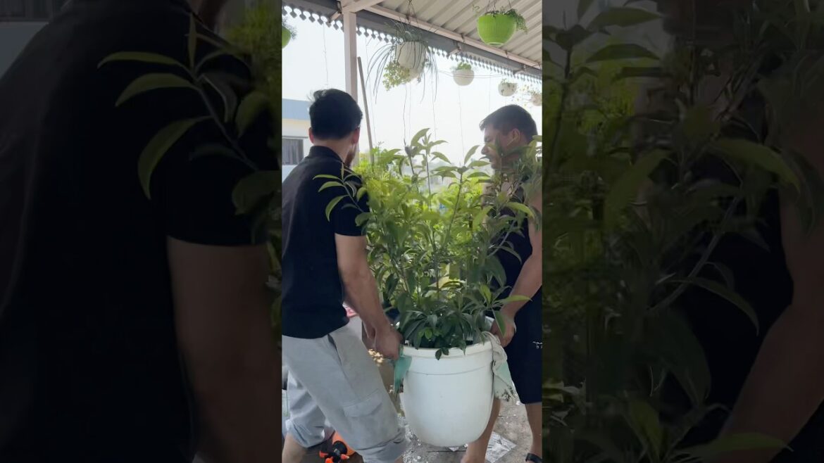 Ghar m sabko gardening ke kam lga dia 😅 #plants #garden #terracegarden #gardeningtips #plantlover