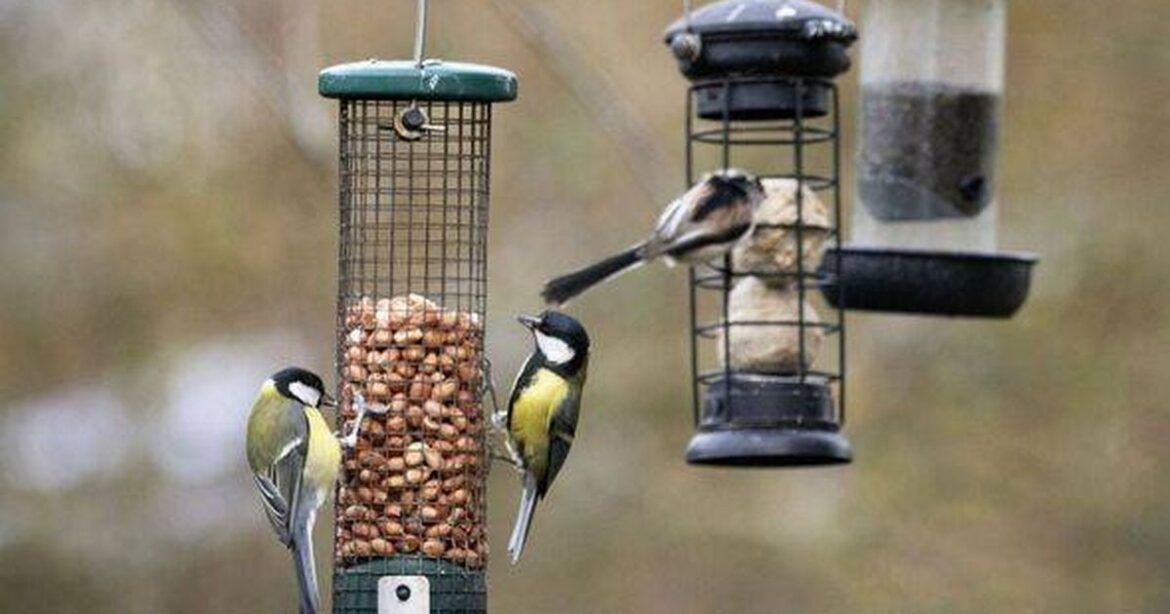 Gardeners told to leave peanuts on lawns this winter for one simple reason Irish Star