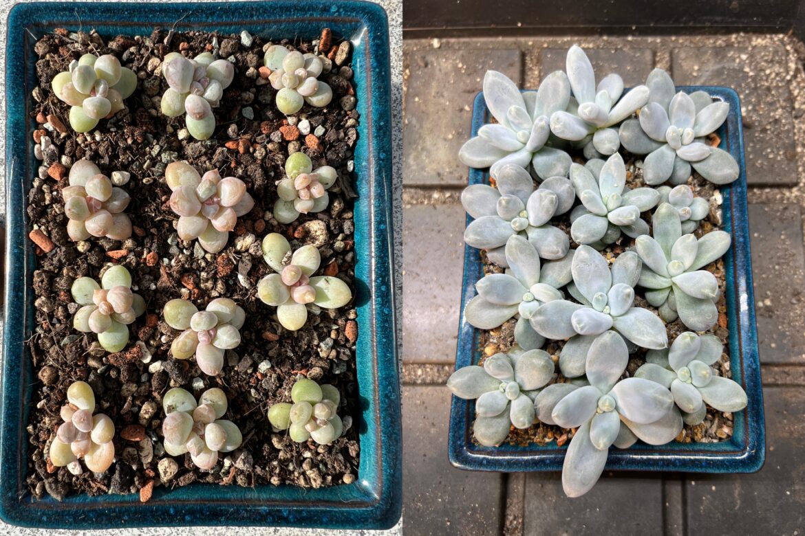 Before and after of my moonstone (Pachyphytum oviferum) seedlings!
