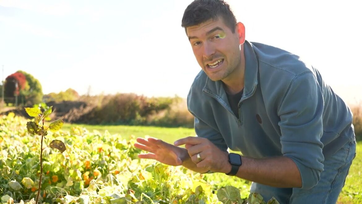 MIgardener: We Got a Frost and The Difference This Made Was SHOCKING! We Got a Frost and The Difference This Made Was SHOCKING!