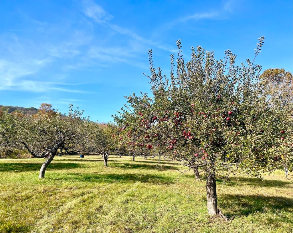 Cider Pressing Cider Pressing