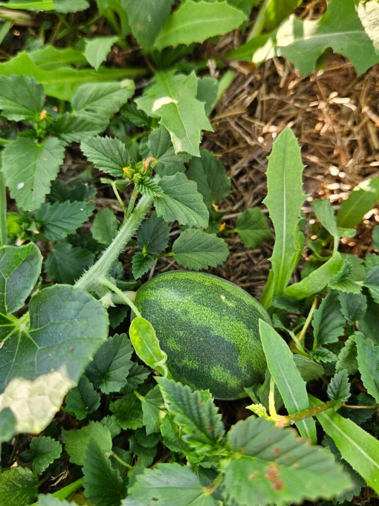 So is this not a watermelon? South Texas for location. So is this not a watermelon? South Texas for location.