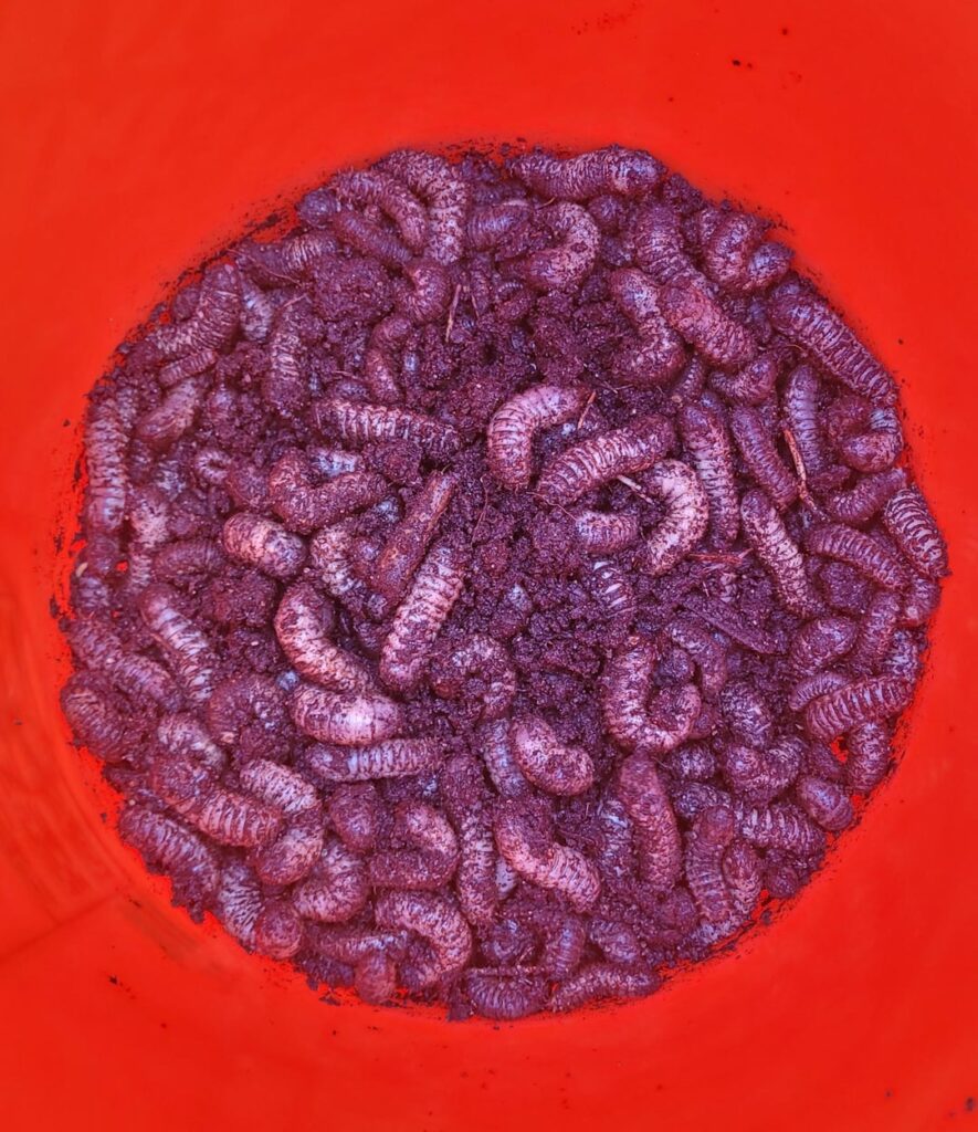 Grubs for composting?