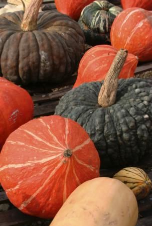 Black and Boo! In the Garden Pumpkins & Butternut Squash
