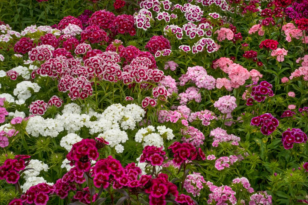 Sweet william will liven up your borders