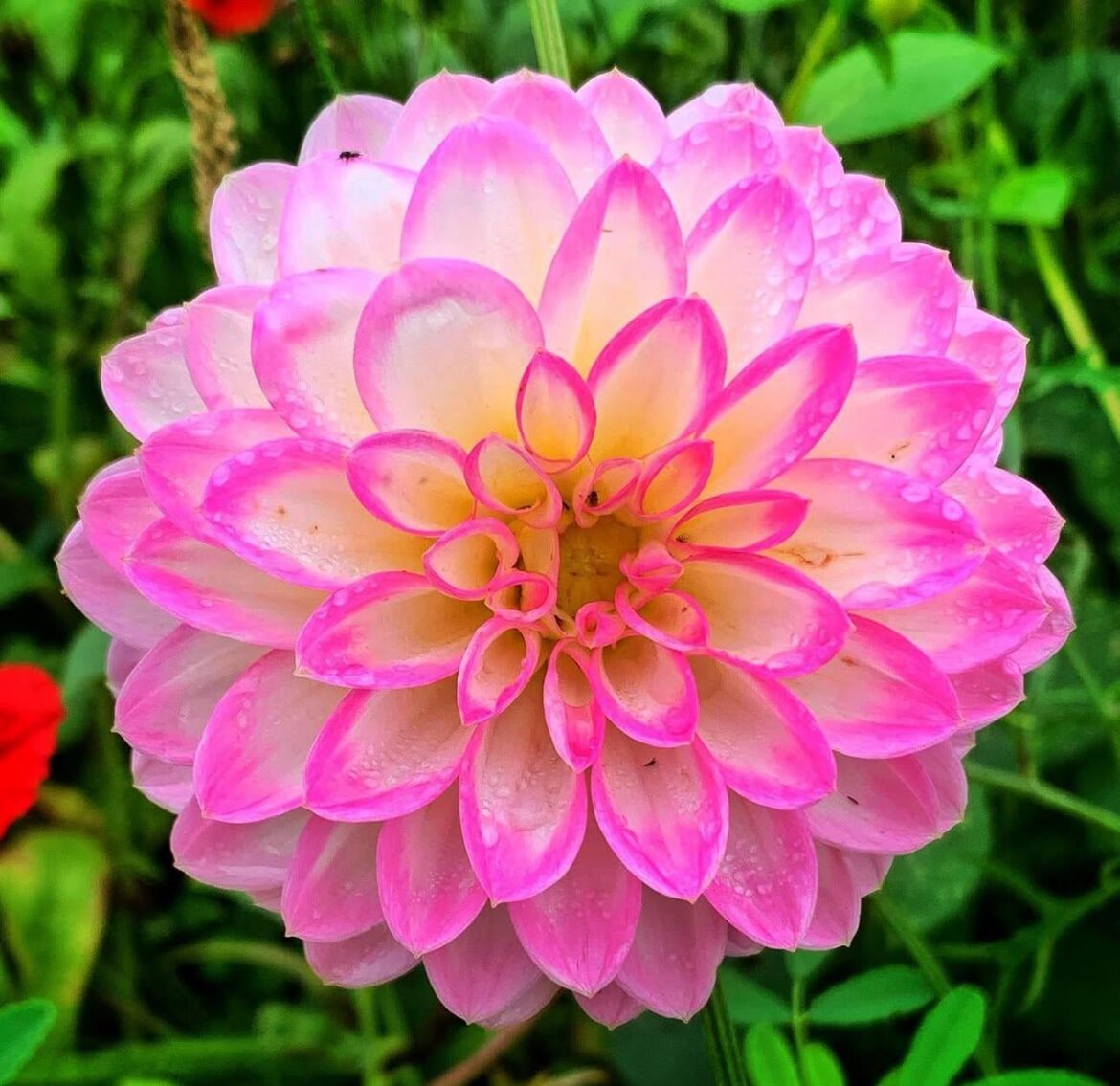 Fridays Dahlia
