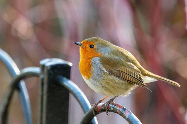 A cute Robin perching