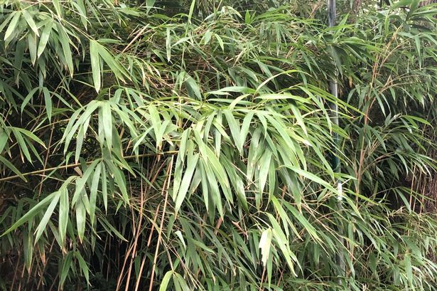 Bamboo growing in garden 