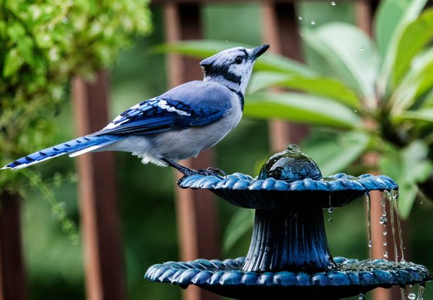 A bird on a bird feeder