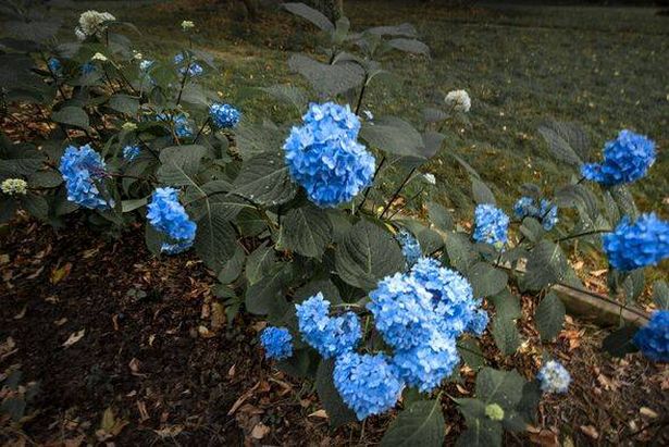 Blue Hydrangeas Blooming In Garden