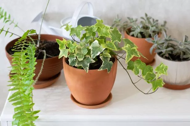 English ivy among other houseplants