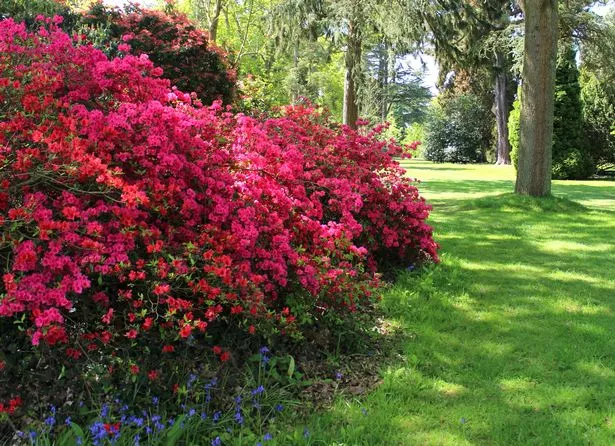 Photo showing a pretty flower border in a landscaped garden