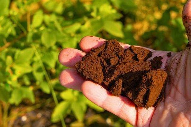 Gardeners urged to sprinkle coffee around garden to keep roses healthy in autumn