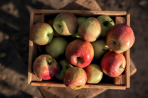 Apples in a wooden box at sunset. A wooden box full of fresh apples. Juicy apples with in a wooden box. The concept of autumn and harvest.