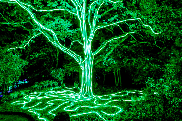 tree lit up at kew gardens
