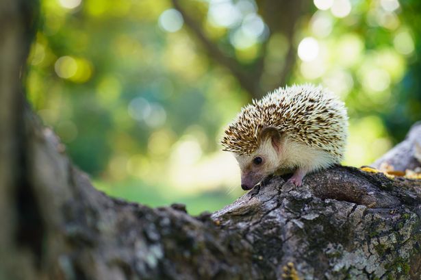 Hedgehog on a log