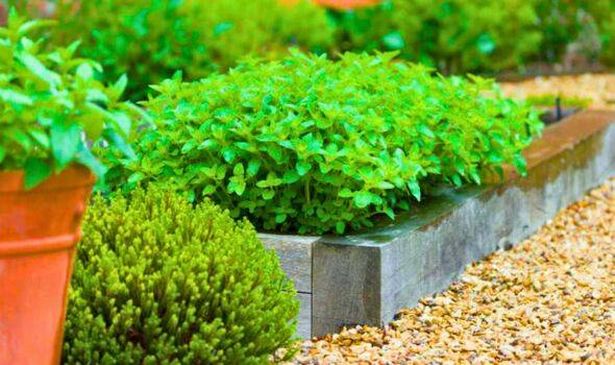 Oregano in a garden