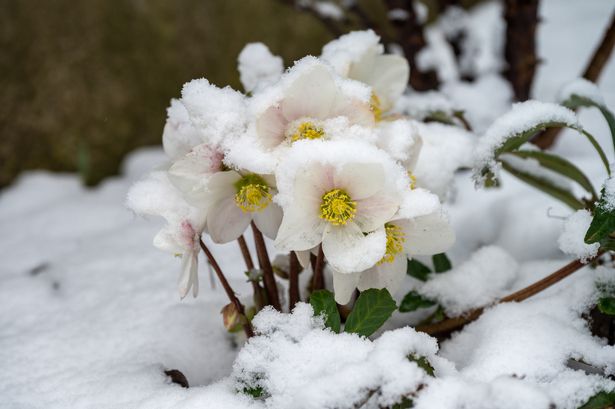 snow rose in winter