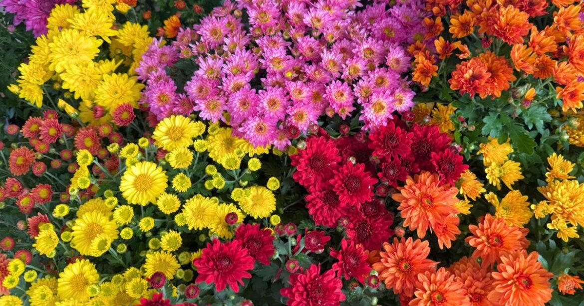 Head to Hunters Garden Centre to learn why fall is perfect for planting