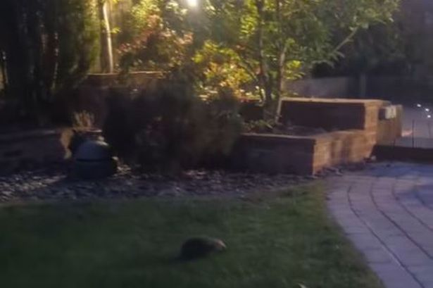 October marks the peak of the hedgehog foraging season in Ireland