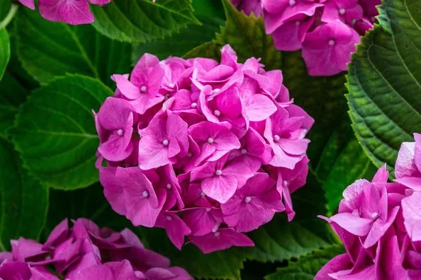 Hydrangeas will ‘bounce back with larger blooms’ after winter if 1 easy task is done now