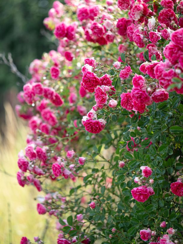 Bush of blooming pink french rose