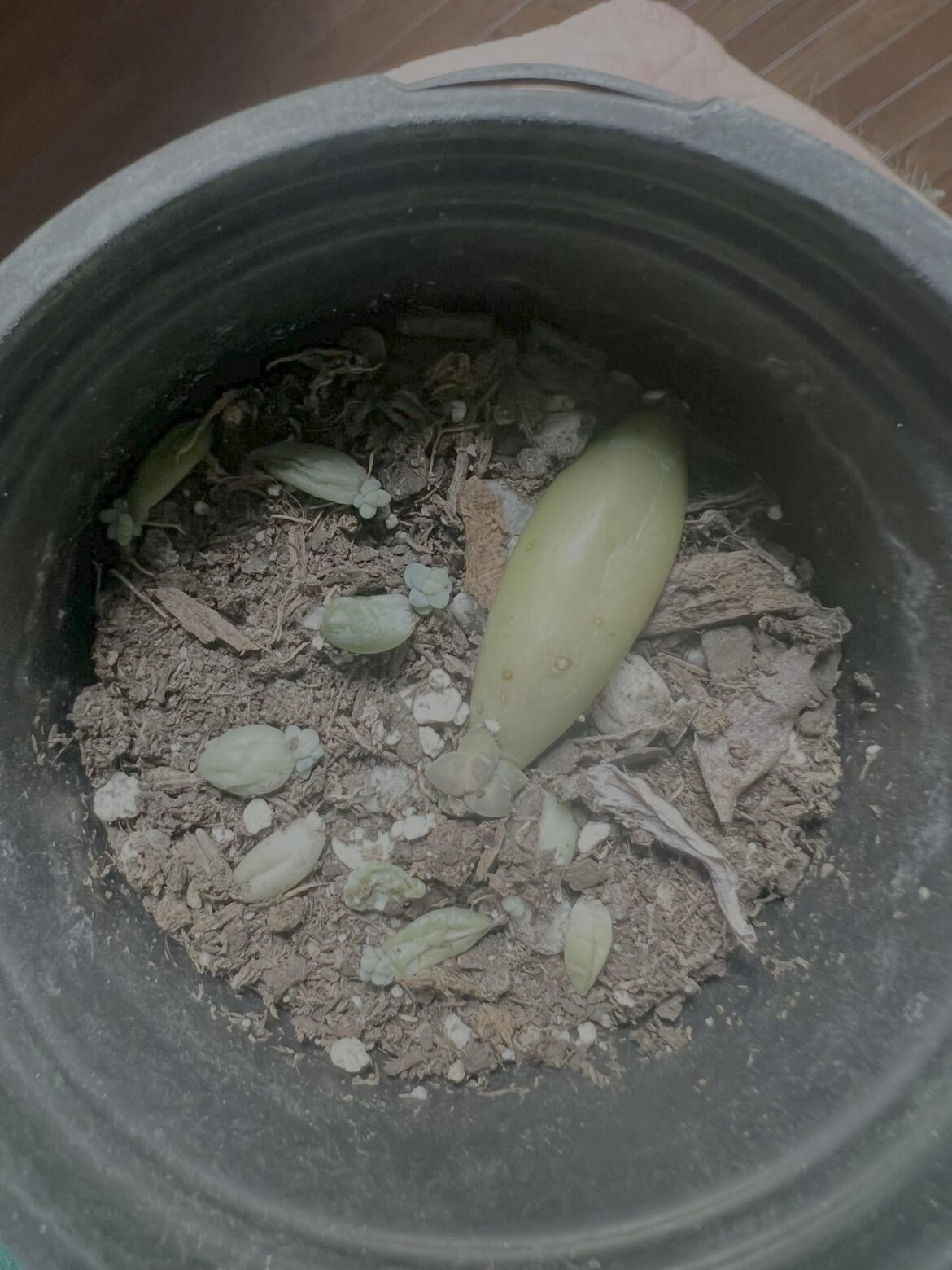 Scale?