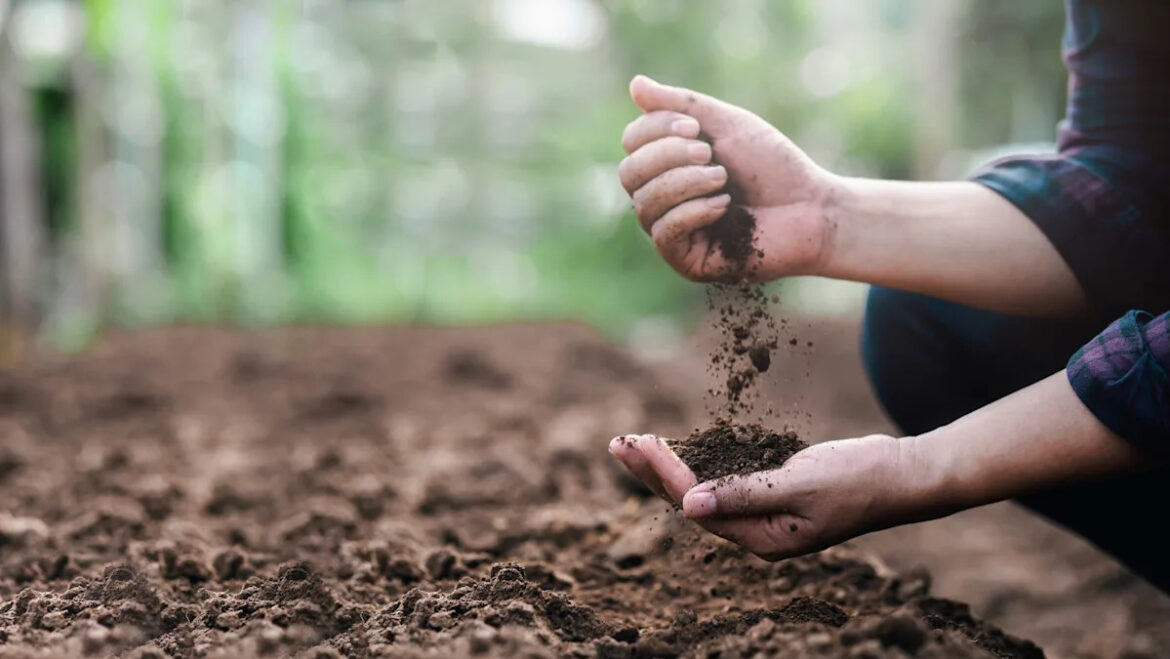 Gardener distraught after learning dangerous truth about backyard feature: ‘I feel so sad’ Yahoo lifestyle home