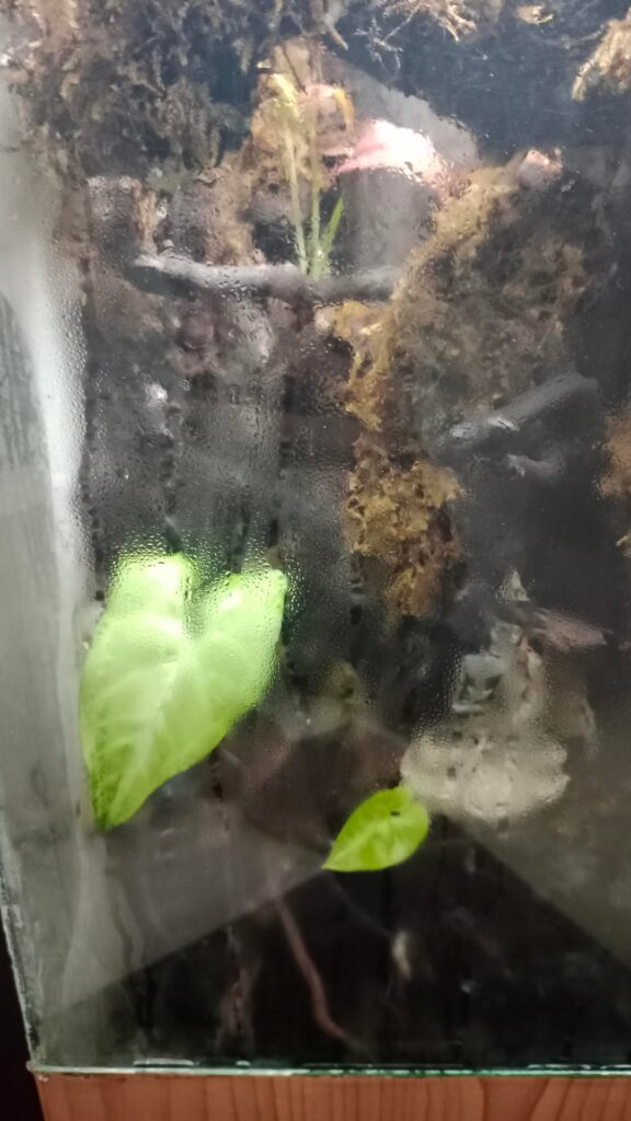 My cousin's first large terrarium