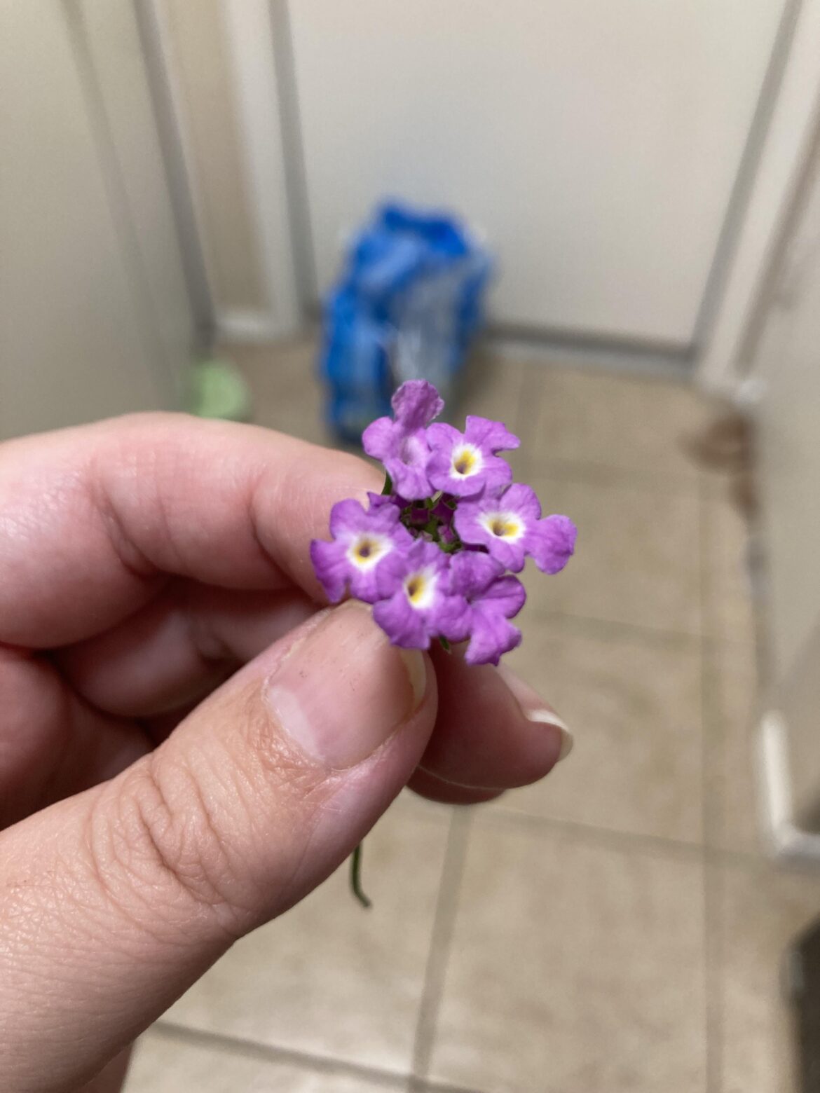 Little kid gave me this flower she picked Little kid gave me this flower she picked