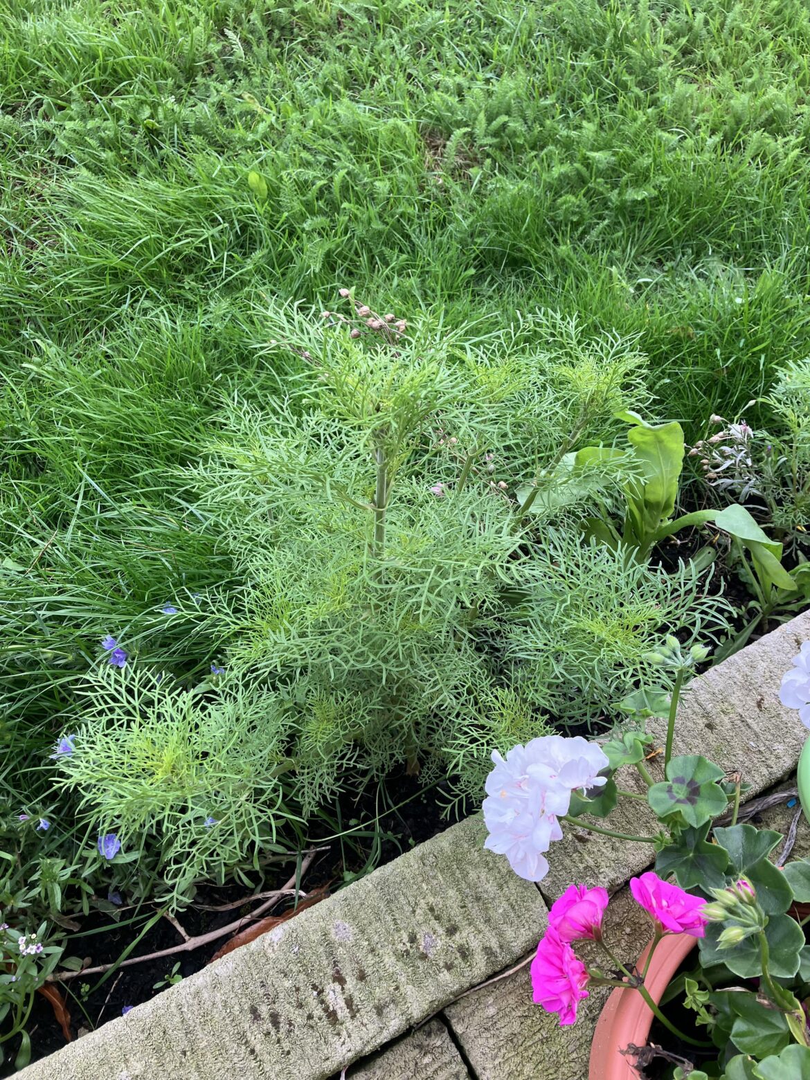 Had several of these start to thrive towards the end of summer. Possibly from a wild seed mix. Any ideas? - England