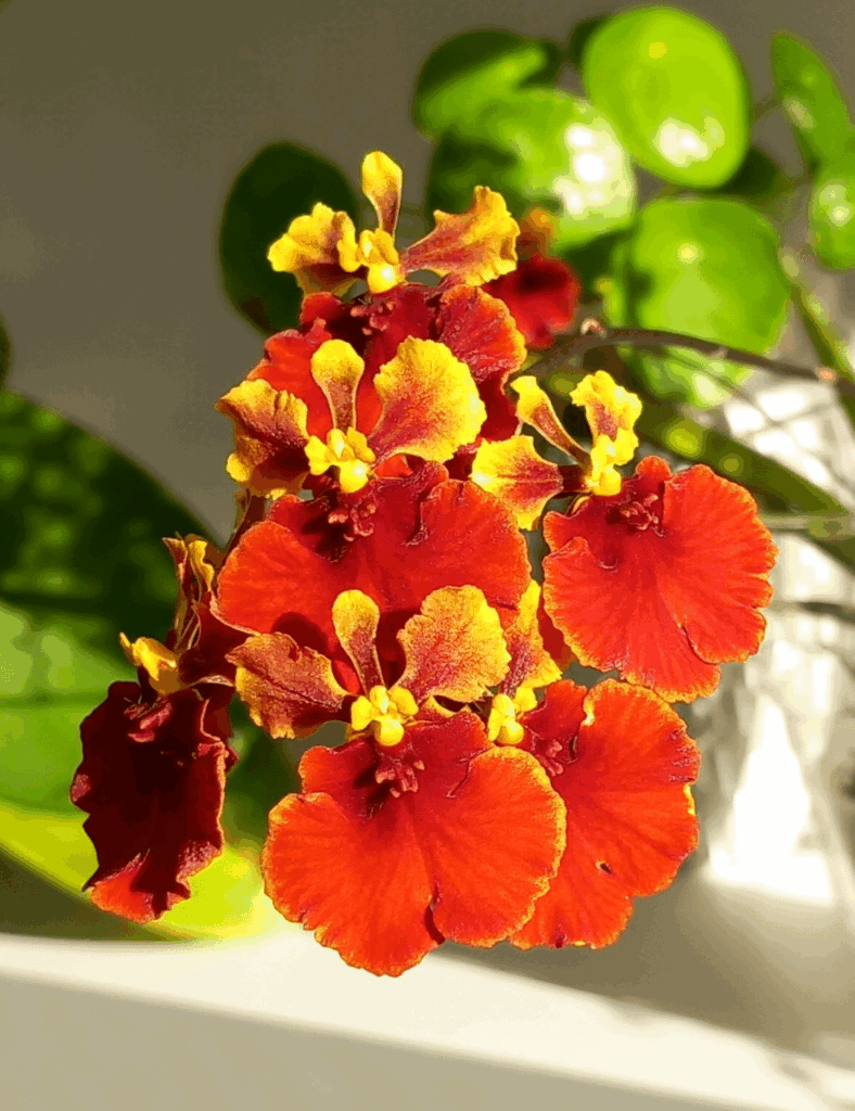 My tolumnia orchid