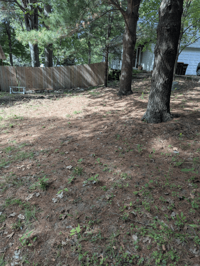 Suggestions for side of front yard Suggestions for side of front yard
