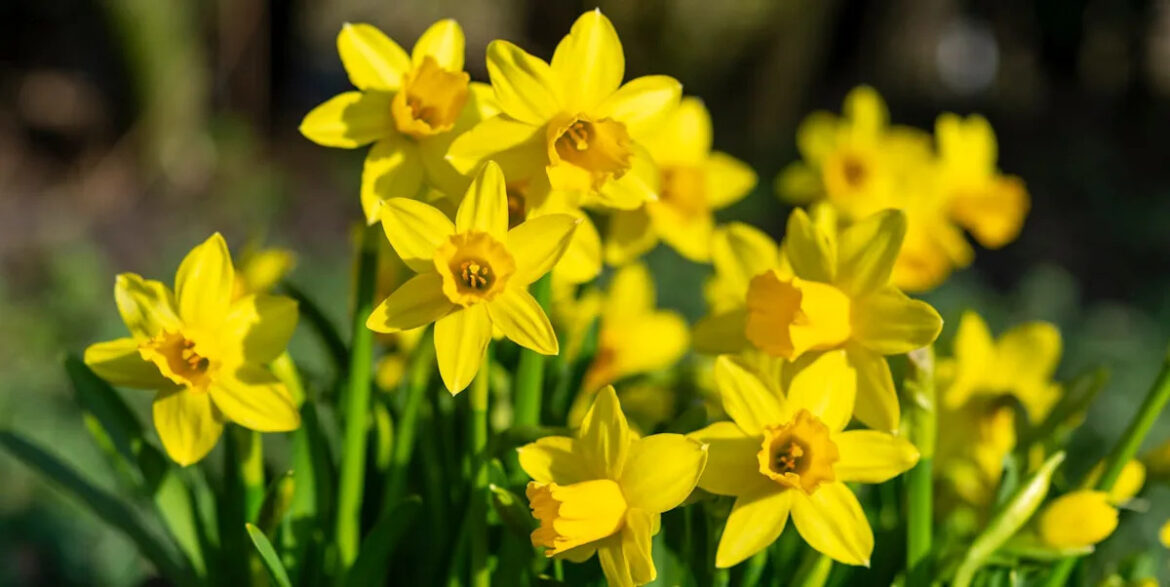 Gardeners are rushing to plant daffodil bulbs – here’s why you should too Gardeners are rushing to plant daffodil bulbs – here’s why you should too
