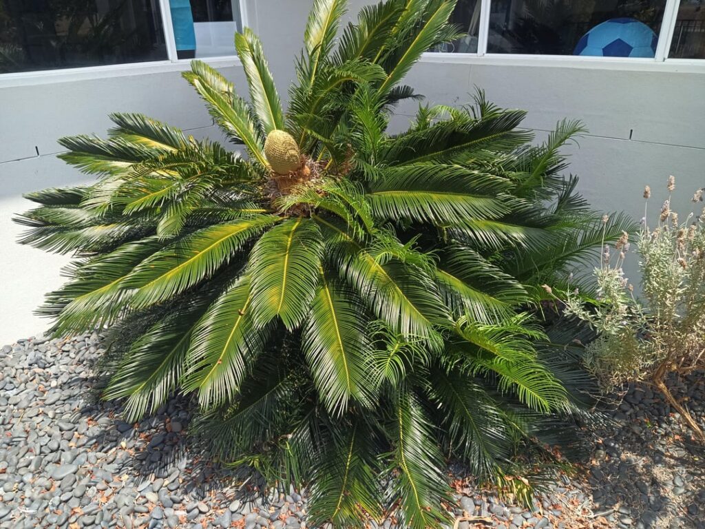 Cycad separation Cycad separation