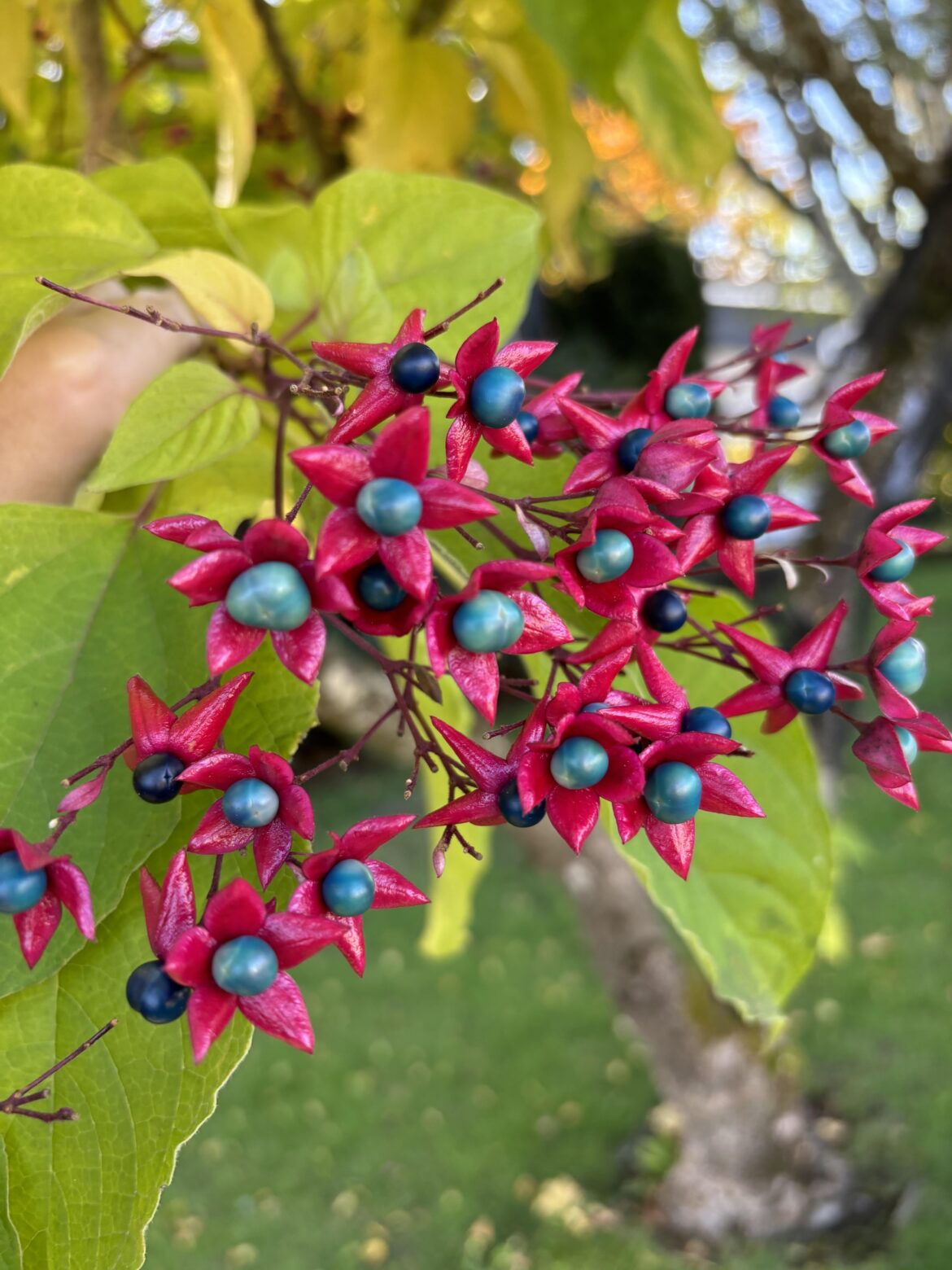 This is a smallish tree in my front yard but I have no idea what it is. Please help identify.