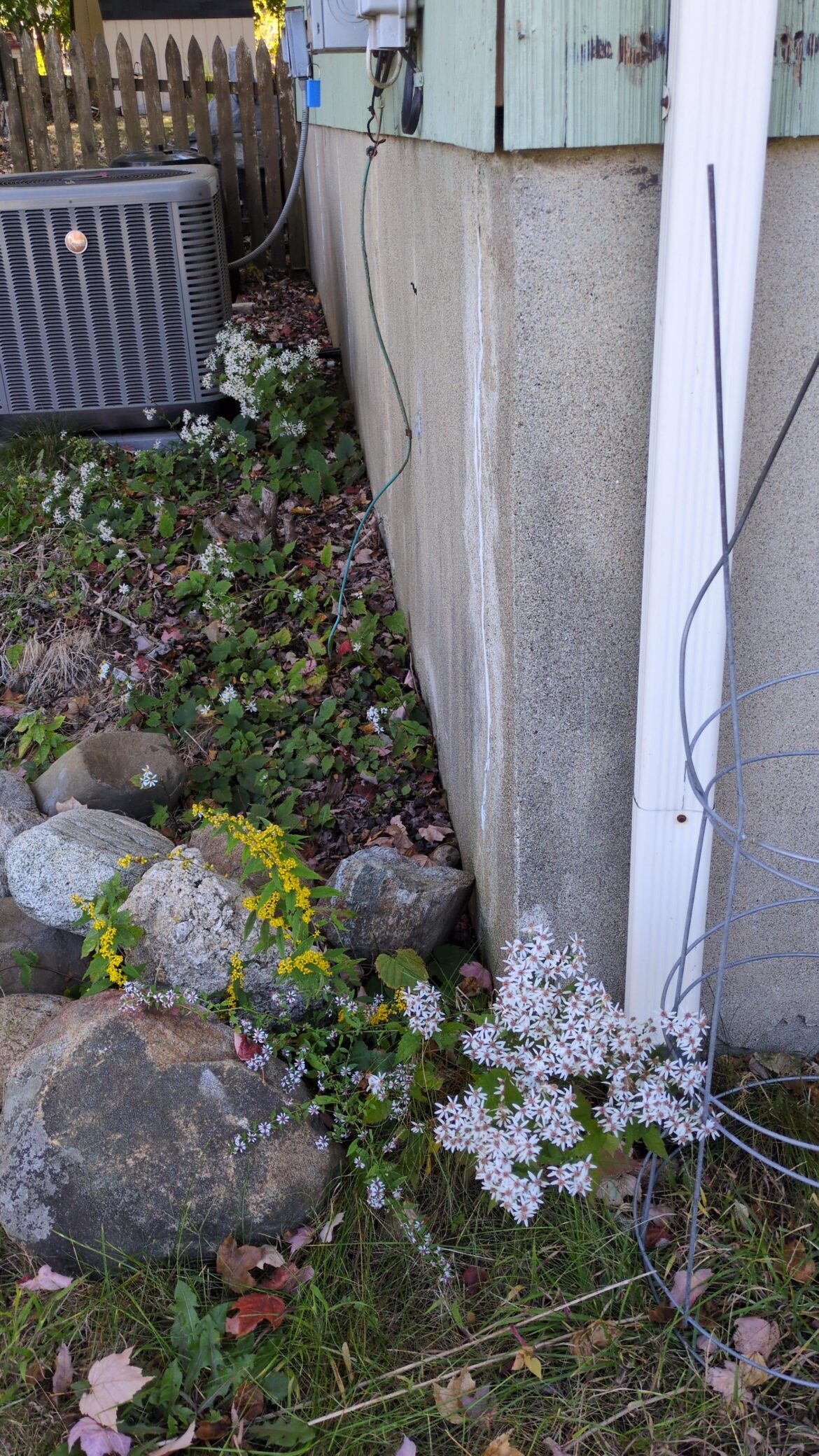I feel like a fool. My wife and I have always weedwhacked this area on the side of our house. A little laziness and it turns out we have aster and goldenrod here. 🤦